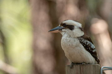 Australian Kookaburra Kingfisher bird outdoors on a sunny beautiful day, Fraser Island, Queensland.