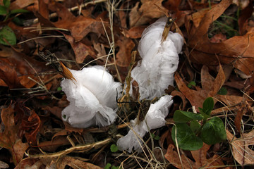 Frost Flower incredible winter phenomenon, ice extruded through stems in unusual occurance. unique flowers form from the living stems of plants.
