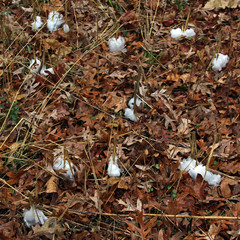 Frost Flower incredible winter phenomenon, ice extruded through stems in unusual occurance. unique flowers form from the living stems of plants.