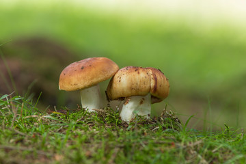 russula foetens mushroom