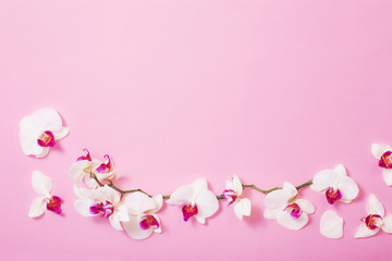 Fototapeta na wymiar white orchid flowers on pink paper background