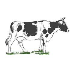 Silhouette, figure of a cow with horns standing in the green grass - farming emblem, logo design, illustration. Monochrome Illustration