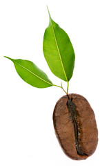 coffee bean with green leaves in the detail close up