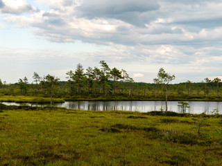 Fototapeta na wymiar beautiful bog landscape on a sunny summer day