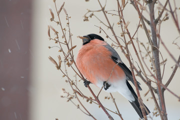 Cute colorful eurasian bullfinch eating red berries, (Pyrrhula pyrrhula)