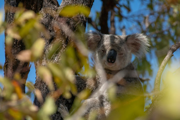 Wild Koala in the Eucalyptus Canopy Foliage in Magnetic Island Queensland, Australia.
