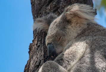 Wild Koala in the Eucalyptus Canopy Foliage in Magnetic Island Queensland, Australia.