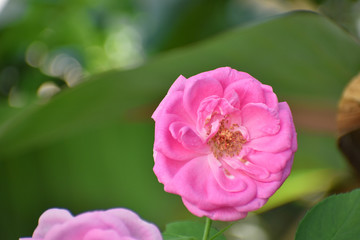 Beautiful rose flower close up. Rose flower in greenish bokeh background.