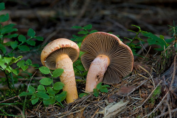 Mushroom (Chroogomphus helveticus) close up.