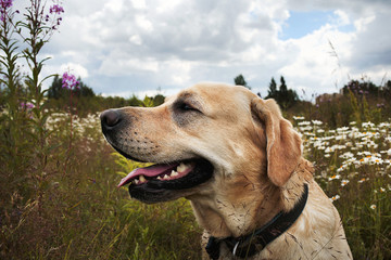 Happy big dog having relax on green meadow at nature