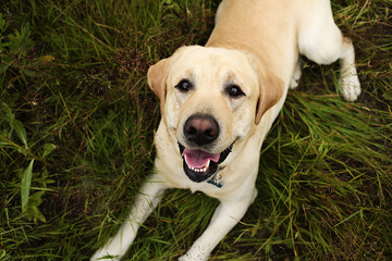 Happy big dog having relax on green meadow at nature