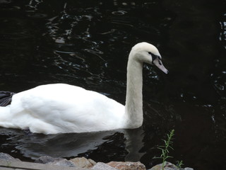 swan on lake