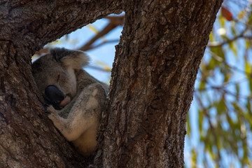 Wild Koala in the Eucalyptus Canopy Foliage in Magnetic Island Queensland, Australia.