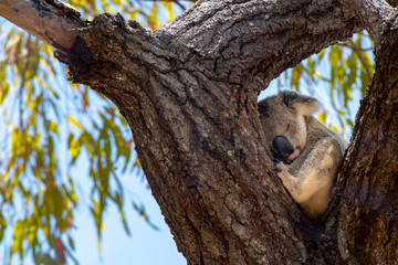 Wild Koala in the Eucalyptus Canopy Foliage in Magnetic Island Queensland, Australia.