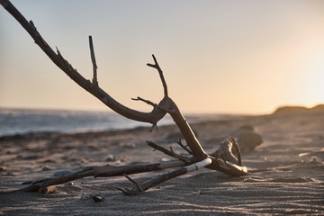 tree branch on a deserted beach at sunset