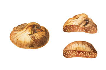 Watercolor painting whole and chopped dry figs illustration 