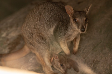 Adorable Rock Wallaby in the setting sun on Geoffrey Bay Magnetic Island, Queensland Australia.