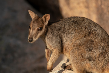 Adorable Rock Wallaby in the setting sun on Geoffrey Bay Magnetic Island, Queensland Australia.
