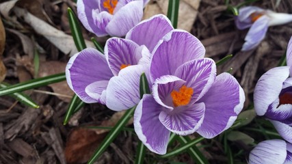 Purple crocus in bloom