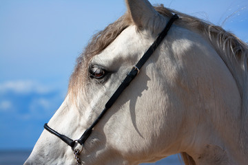 White andalusian horse in the show halter on the beach of the sea in the sunny summer day. Animal...