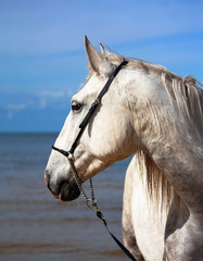White andalusian horse in the show halter on the beach of the sea in the sunny summer day. Animal portrait close.