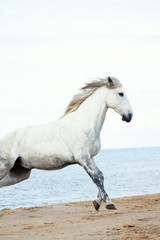 White andalusian horse with long mane running on the beach of the sea against blue sky with clouds. Animal portrait.