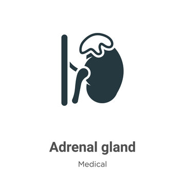 Adrenal gland glyph icon vector on white background. Flat vector adrenal gland icon symbol sign from modern medical collection for mobile concept and web apps design.