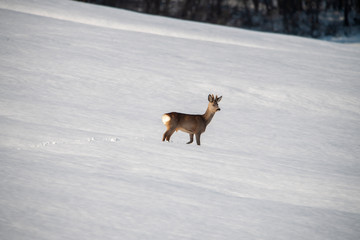 APPENNINO TOSCO EMILIANO PARCO NAZIONALE MAB UNESCO