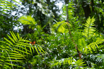 Fototapeta na wymiar Tropical Rainforest Cruiser Butterfly (Vindula arsinoe) on bright fern plant in Mossman Gorge, part of the Daintree Rainforest National Park, Queensland Australia.
