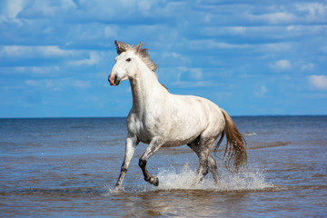 Naklejka na ściany i meble White andalusian breed horse runs in the sea in water in sunny summer day. Animal portrait in motion.