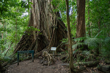 Mossman Gorge Dense Rainforest Fig Tree in Daintree National Park North Queensland Australia.