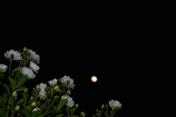 Branch	 with blooming and blossoming white flowers in the night under the moon