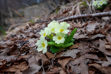 APPENNINO TOSCO EMILIANO | PARCO APPENNIN0