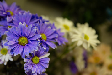 Photo of trendy flowers for graphic and web design. Floral image for web or mobile app