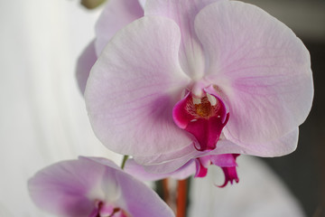 Fototapeta na wymiar Beautiful blooming pink and white orchid spa