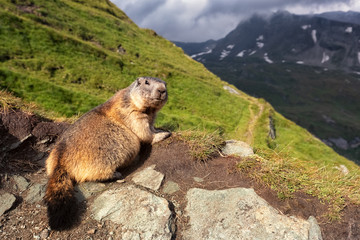 Alpine Marmot (Marmota marmota) lying next to its burrow, Grossglockner, Austria