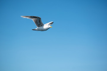 seagull in flight