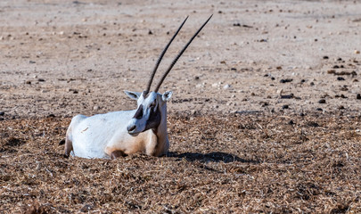 Antelope Arabian white oryx (Oryx dammah) inhabits native environments of Sahara desert, recently...