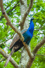 Fototapeta premium peacock on branch