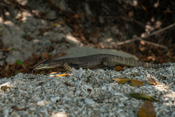 Wild Reptile (Yellow Spotted Sand Monitor, Varanus Panoptes) walking the flourishing Coral Beach Nudey Beach on Fitzroy Island, Queensland QLD Australia.