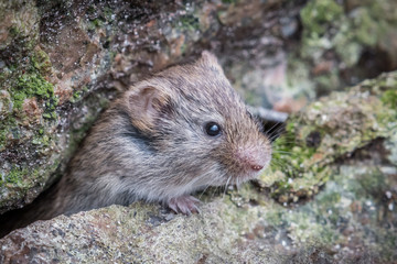 Vole
