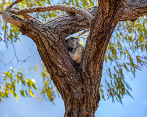 Fototapeta na wymiar Wild Koala in the Eucalyptus Canopy Foliage in Magnetic Island Queensland, Australia.