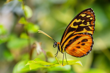 Harmonia tiger - Tithorea harmonia, beautiful colored brushfoot butterfly from Central and South American meadows, Ecuador.