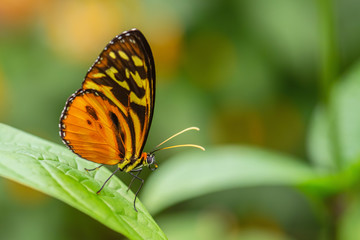 Harmonia tiger - Tithorea harmonia, beautiful colored brushfoot butterfly from Central and South American meadows, Ecuador.