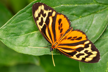 Harmonia tiger - Tithorea harmonia, beautiful colored brushfoot butterfly from Central and South American meadows, Ecuador.