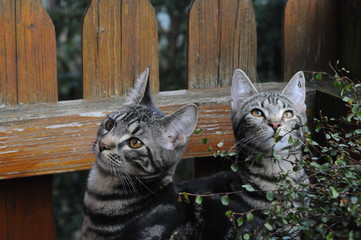 my beautiful Bengal cats
