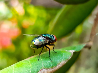 Common green bottle fly (Lucilia sericata), the most well-known blowfly of the numerous green bottle fly species.