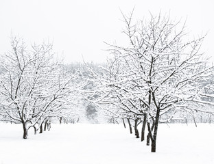 Trees in the snow. Winter landscape.
