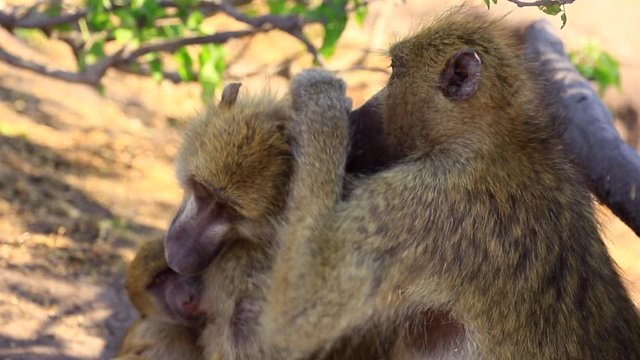 Adult Chamca Baboon grooms his mate holding an infant, close up