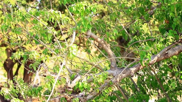 Two young Yellow Baboons enjoy climbing trees in the bright sunshine